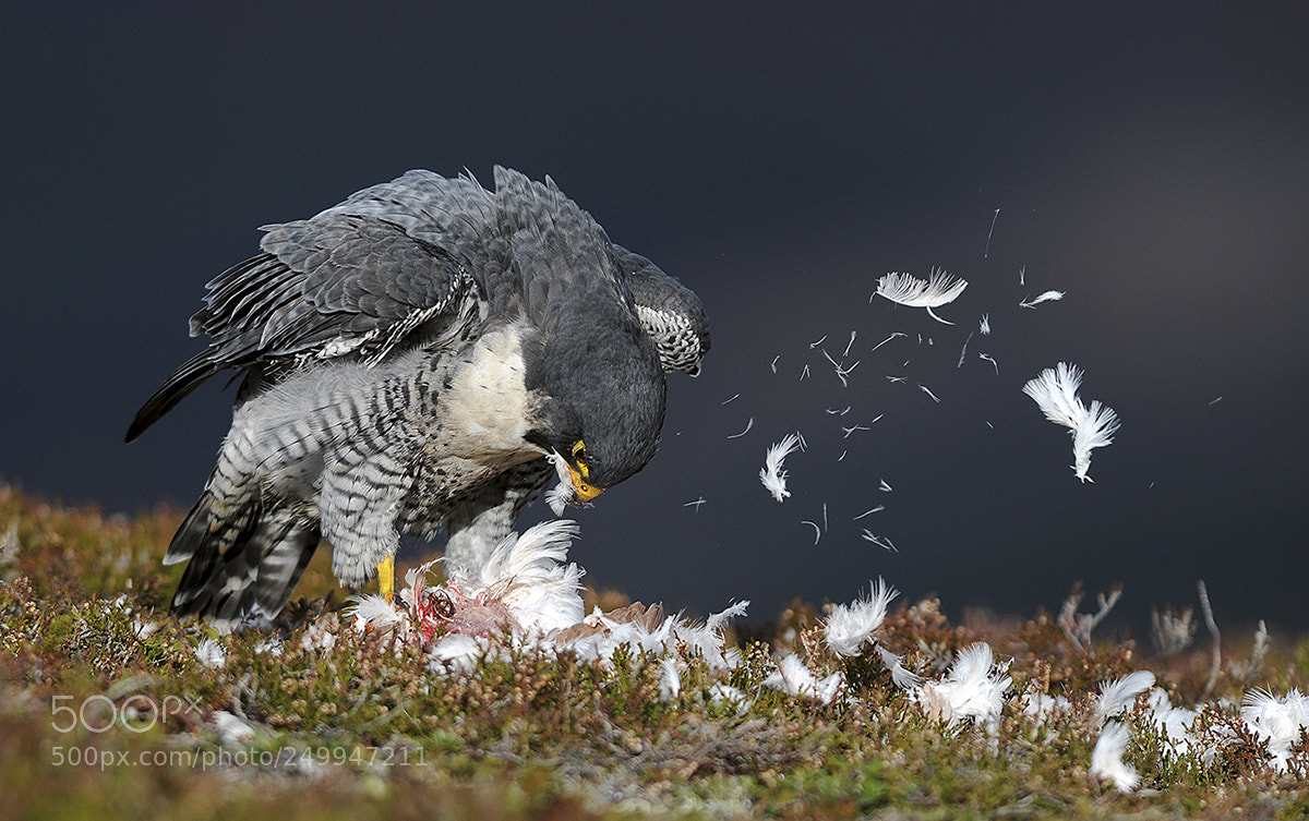 Nikon D3S sample photo. Peregrine falcon photography