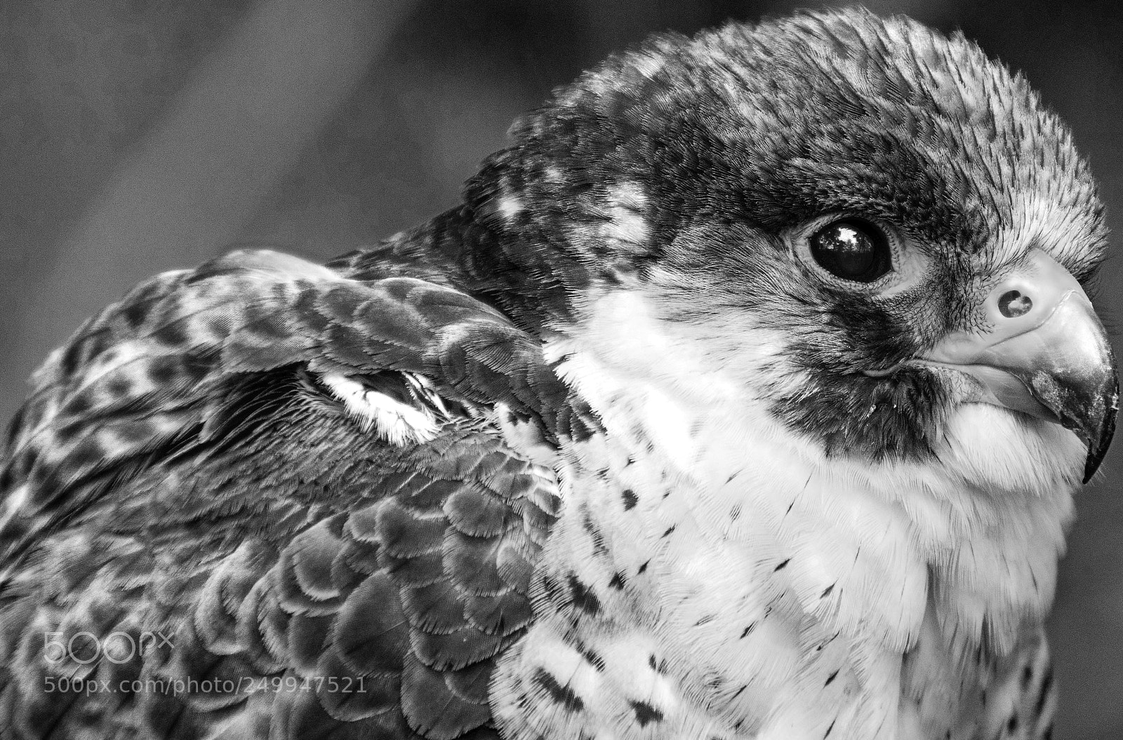 Canon EOS 750D (EOS Rebel T6i / EOS Kiss X8i) sample photo. Peregrine falcon head bw photography