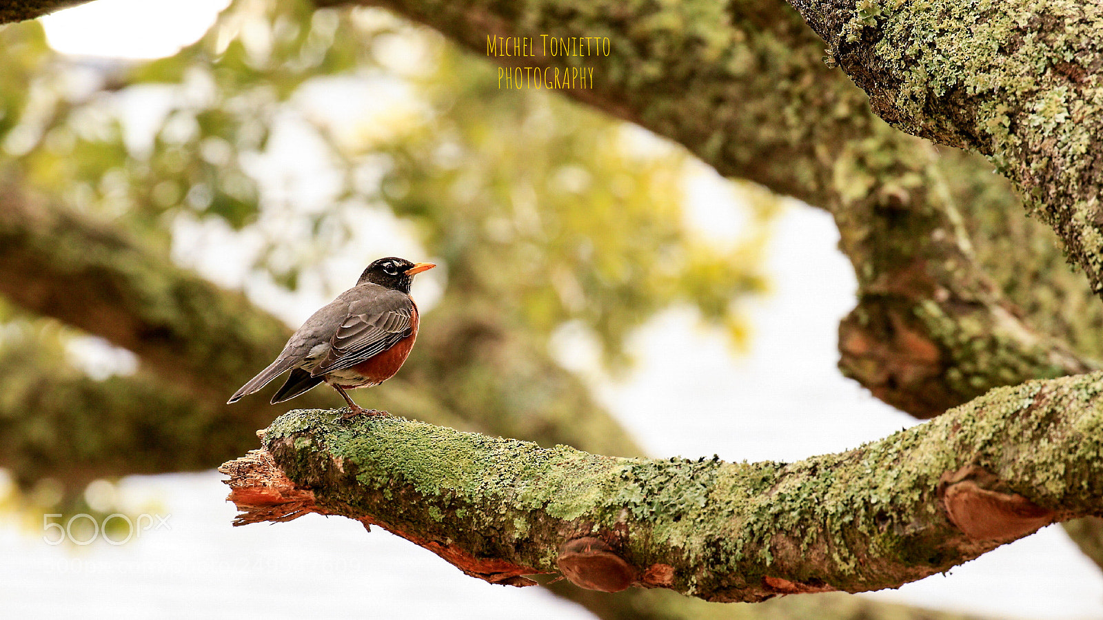 Canon EOS 7D Mark II sample photo. Portrait of a american photography