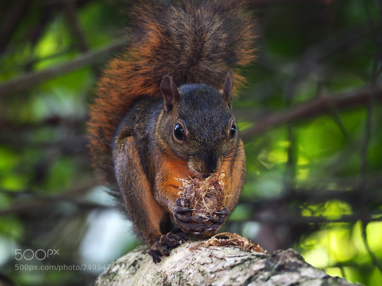Olympus OM-D E-M10 II sample photo. Cahuita national park photography
