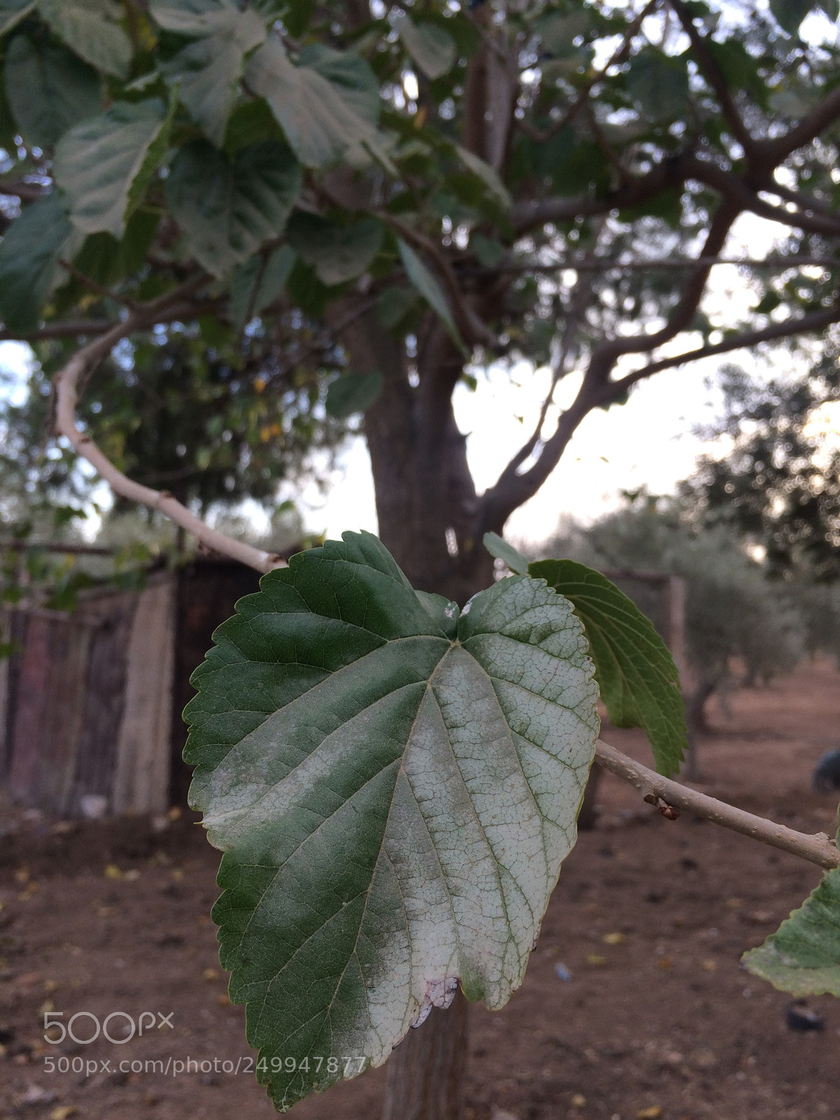 Apple iPhone 5s sample photo. Untitled photography