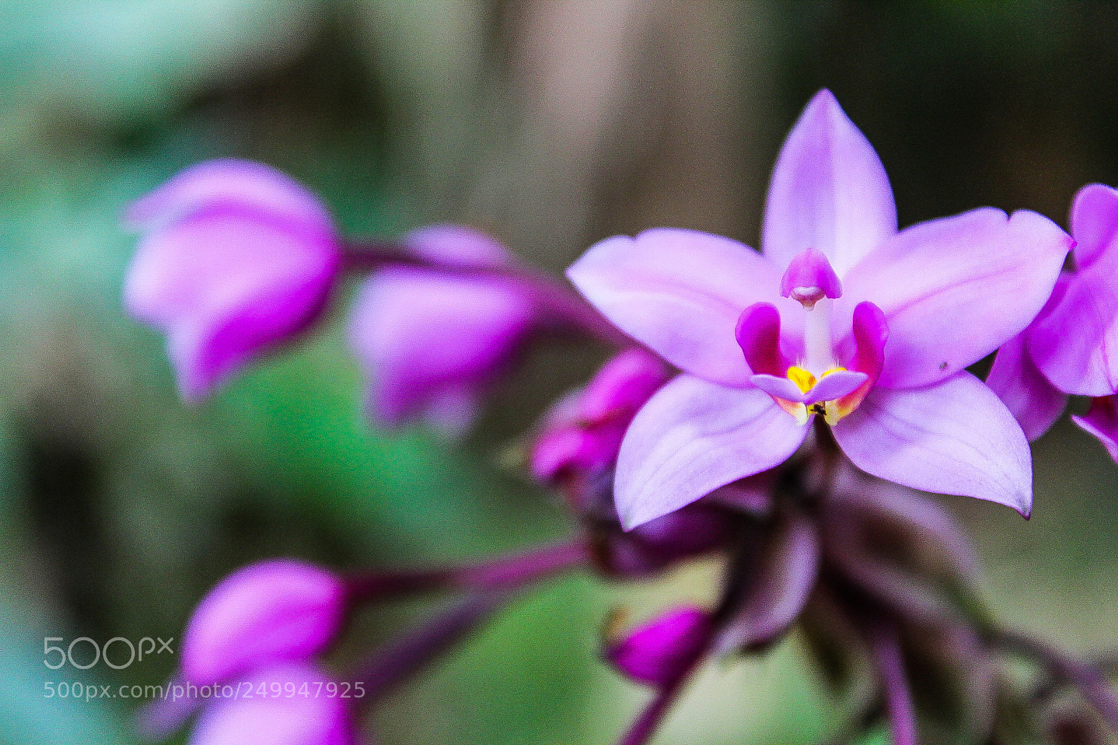 Canon EOS 1300D (EOS Rebel T6 / EOS Kiss X80) sample photo. Lsphotography photography