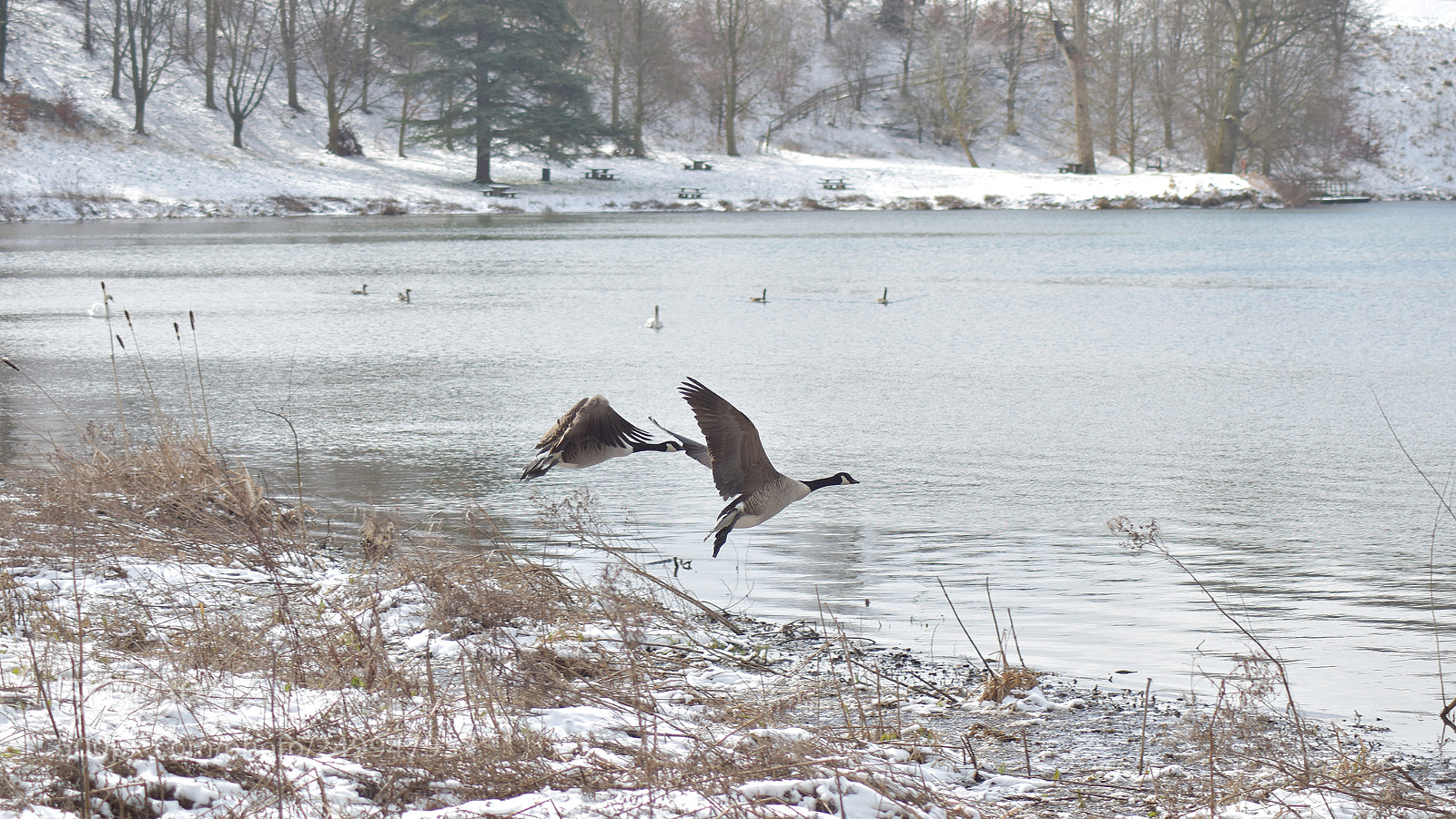 Nikon D5600 sample photo. Blenheim geese photography