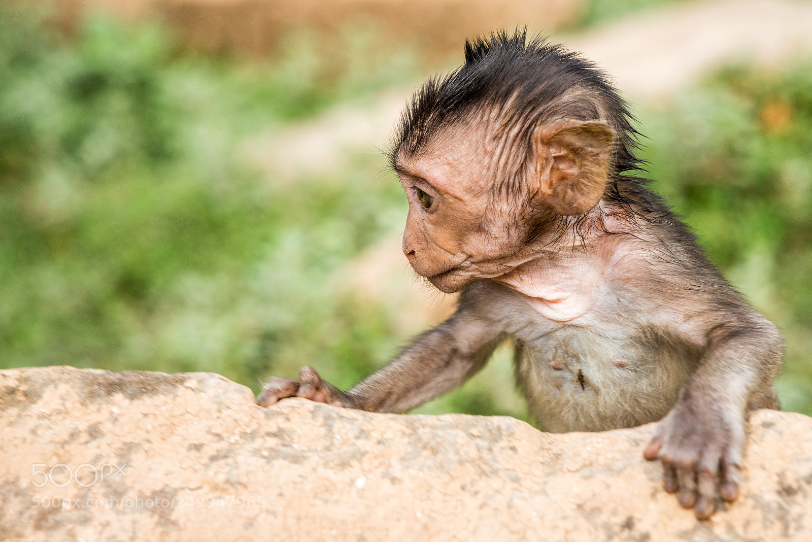 Nikon D600 sample photo. Baby monkey photography
