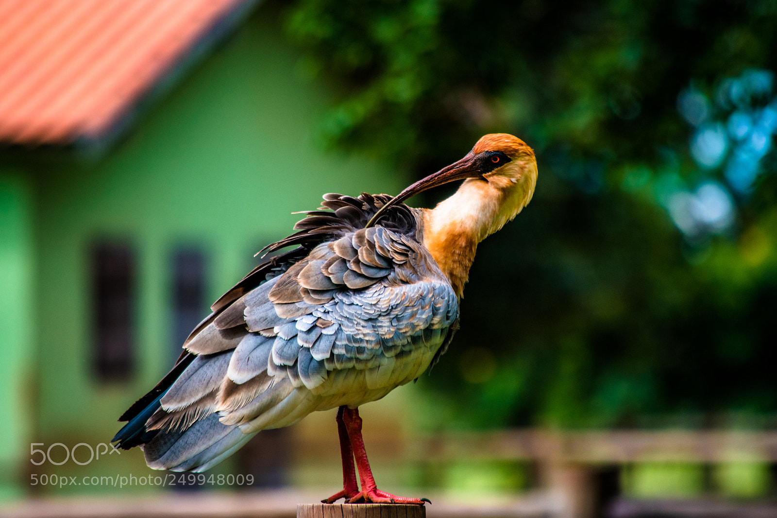 Nikon D5600 sample photo. Curicaca photography