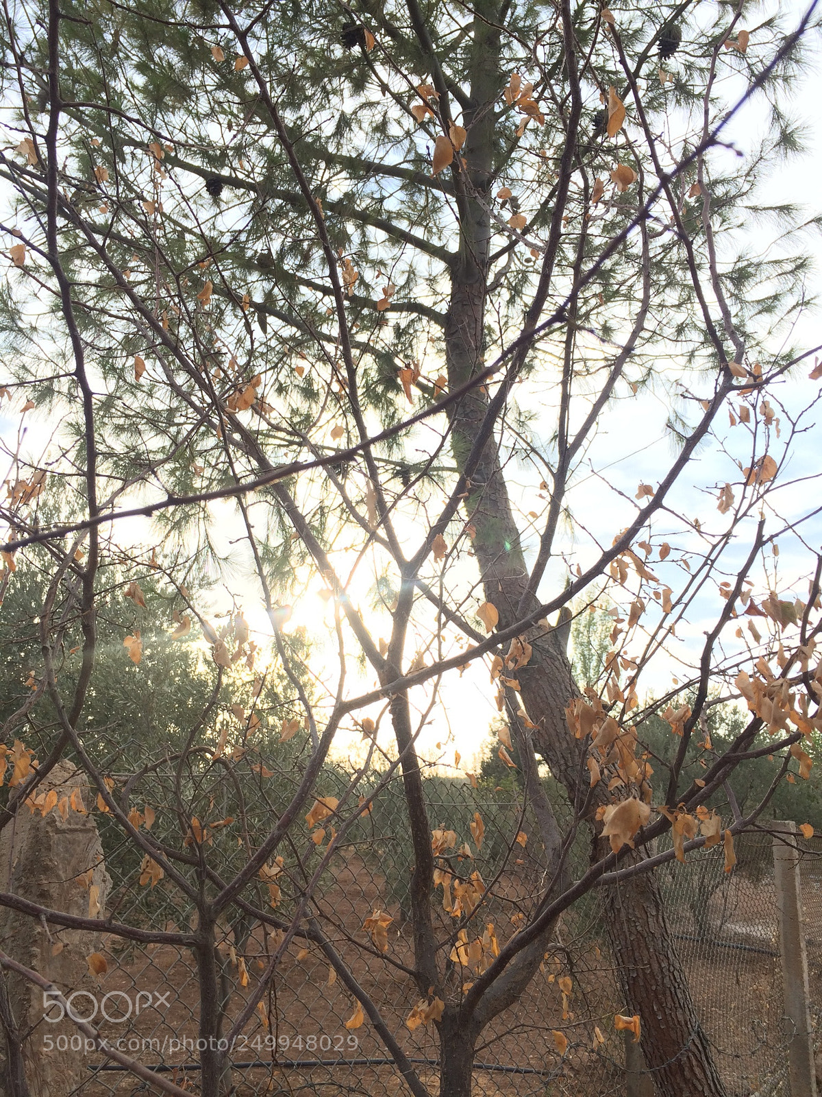 Apple iPhone 5s sample photo. Untitled photography