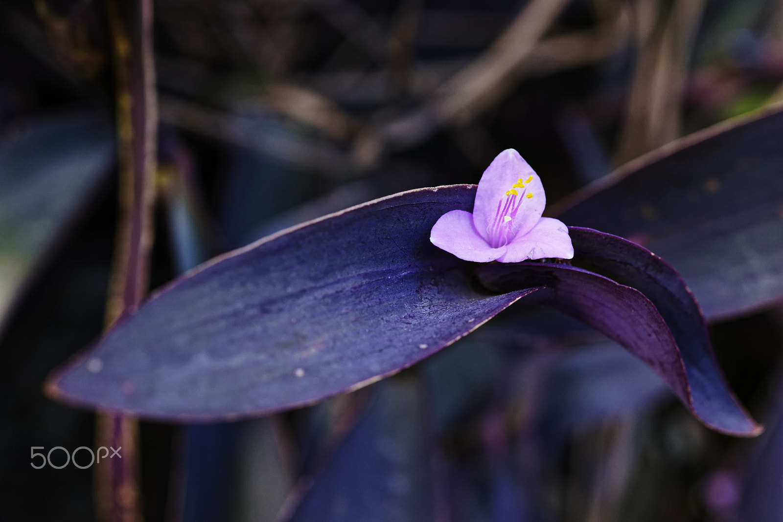 Nikon AF-S Micro-Nikkor 60mm F2.8G ED sample photo. Dsc5374 photography