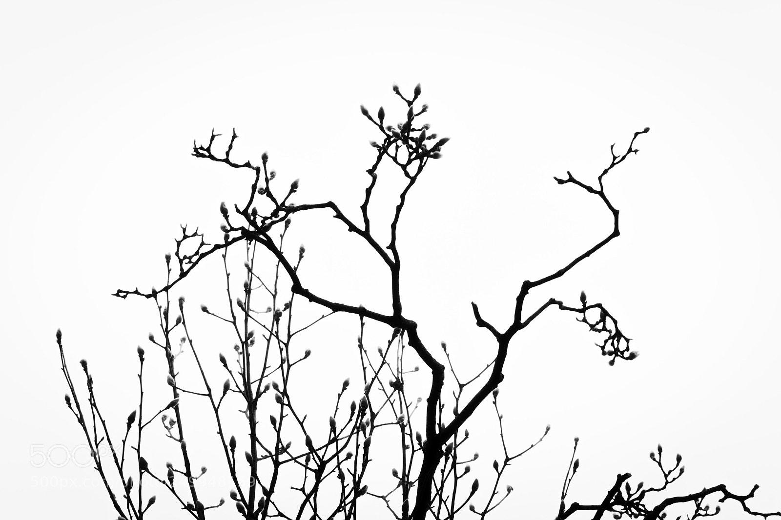 Canon EOS 100D (EOS Rebel SL1 / EOS Kiss X7) sample photo. Spring has come! photography