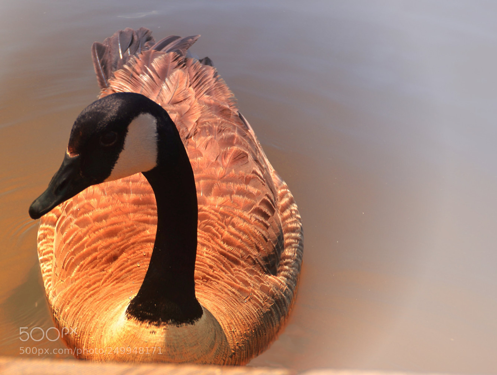 Nikon D7000 sample photo. Duck photography