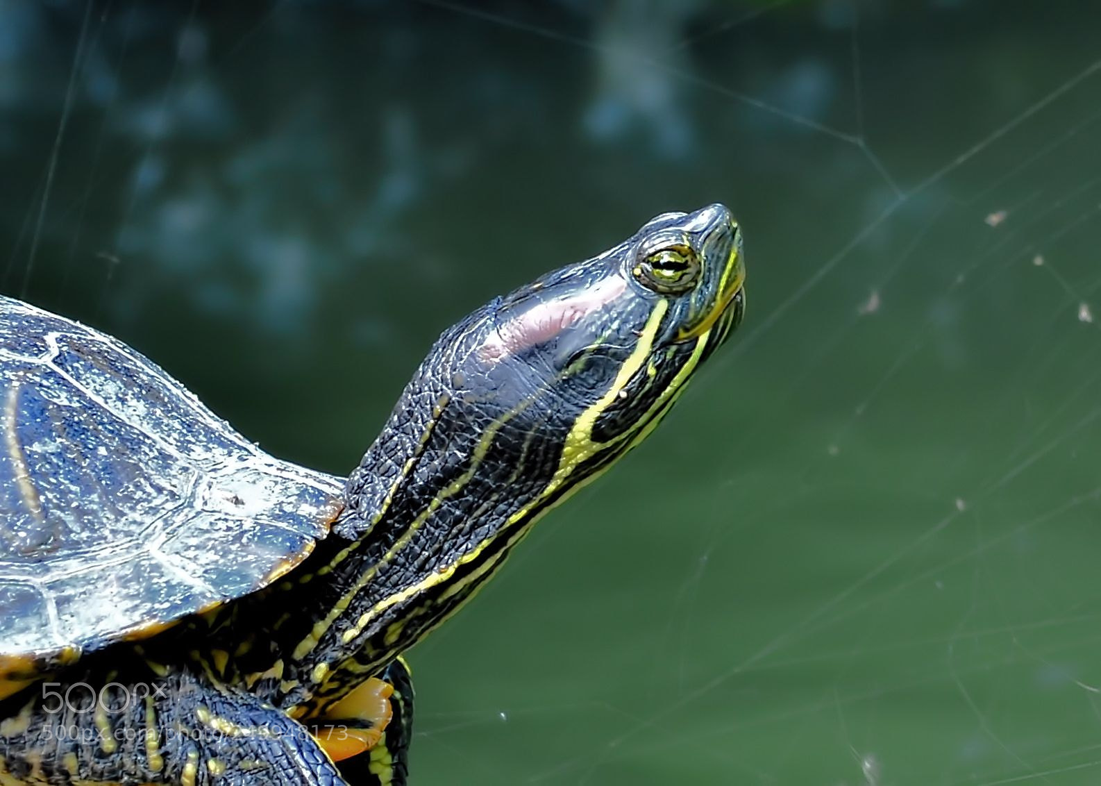 Nikon D7000 sample photo. Turtle photography