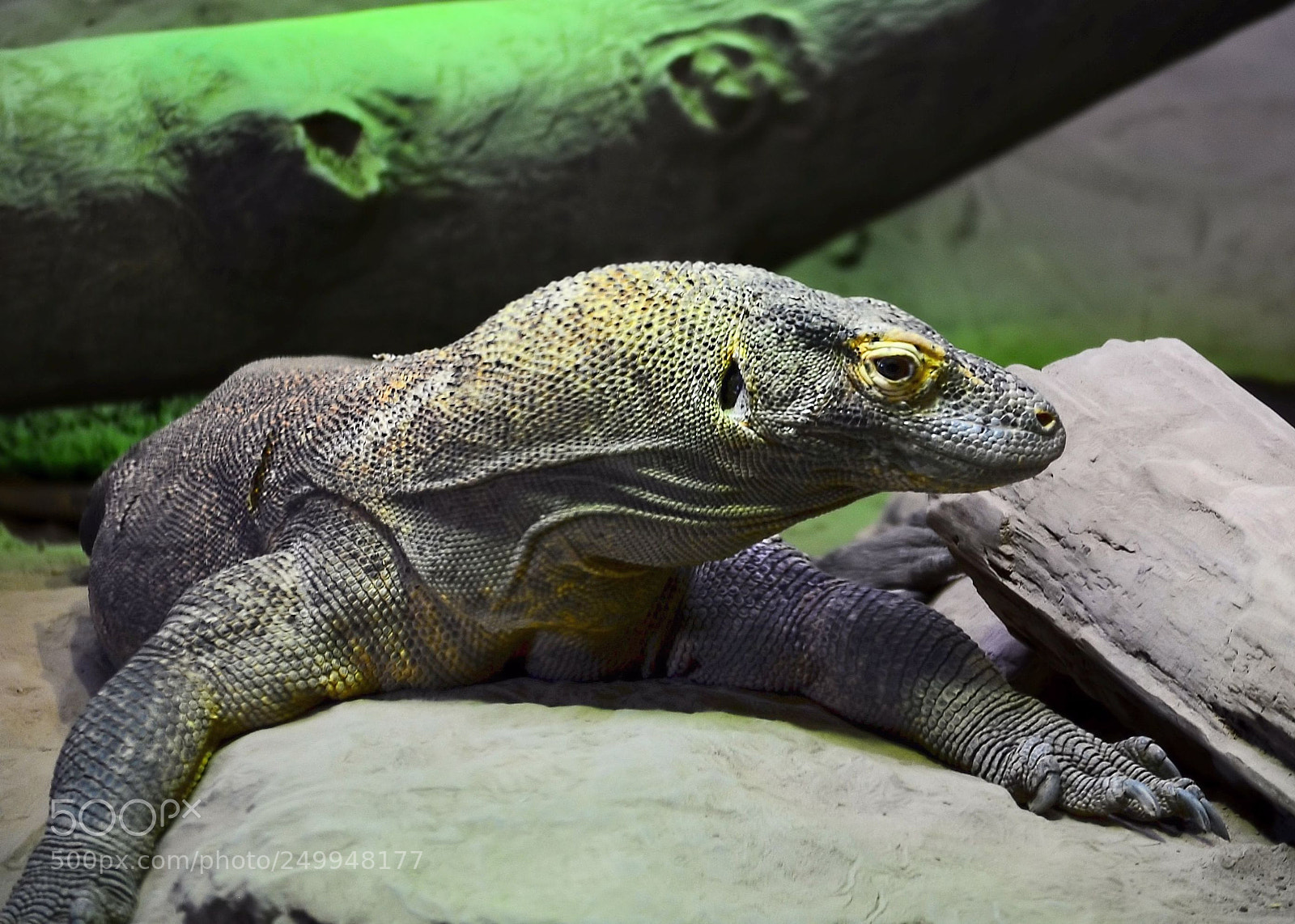 Nikon D7000 sample photo. Komodo photography
