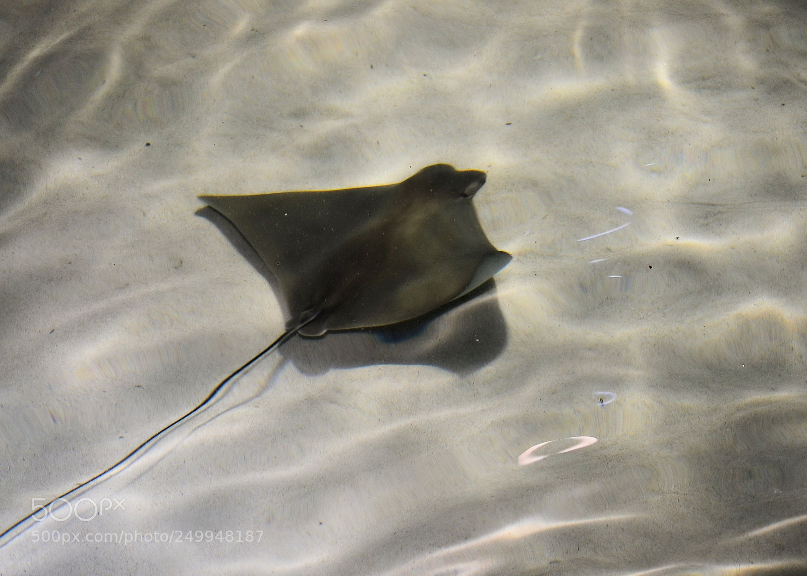 Nikon D7000 sample photo. Stingray photography