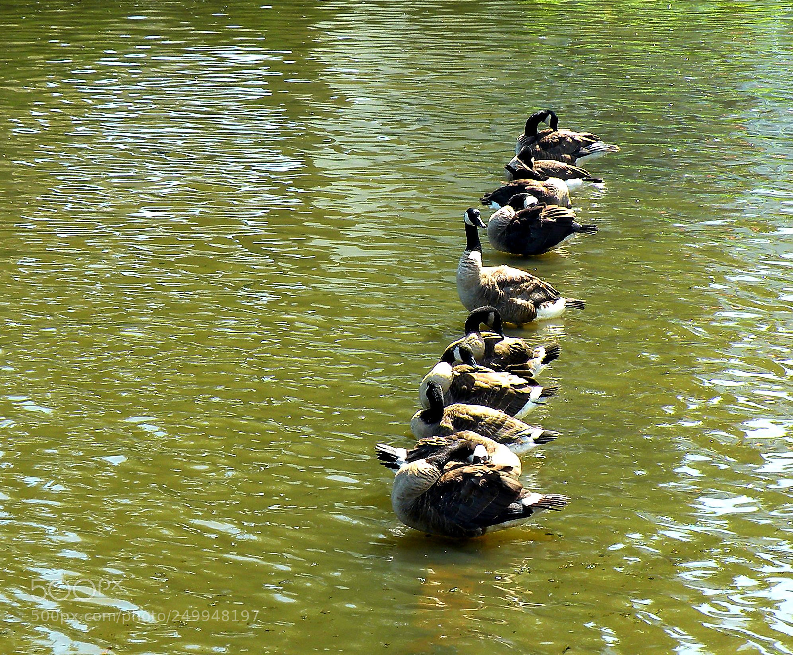 Nikon Coolpix P80 sample photo. Ducks in row photography