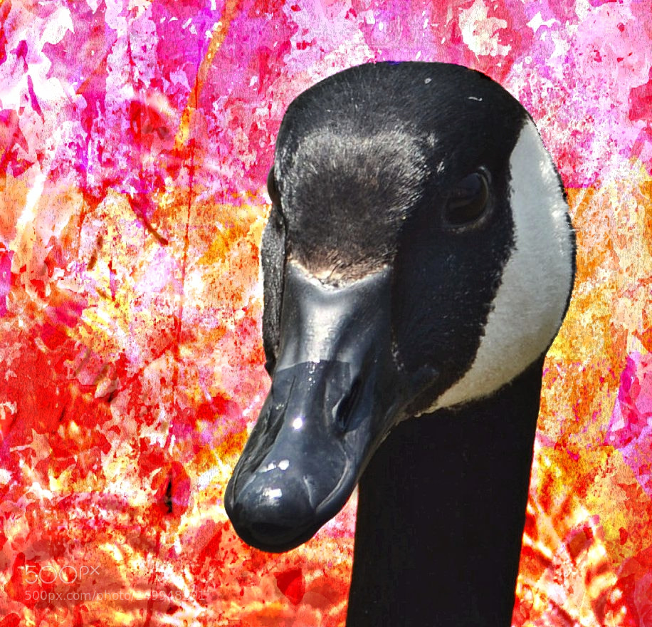 Nikon D7000 sample photo. Duck look photography