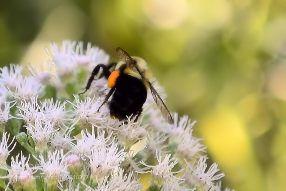 Nikon D7000 sample photo. Busy bee photography