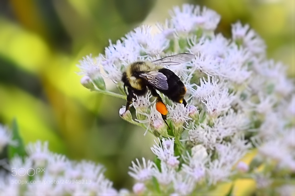 Nikon D7000 sample photo. Busy bee photography