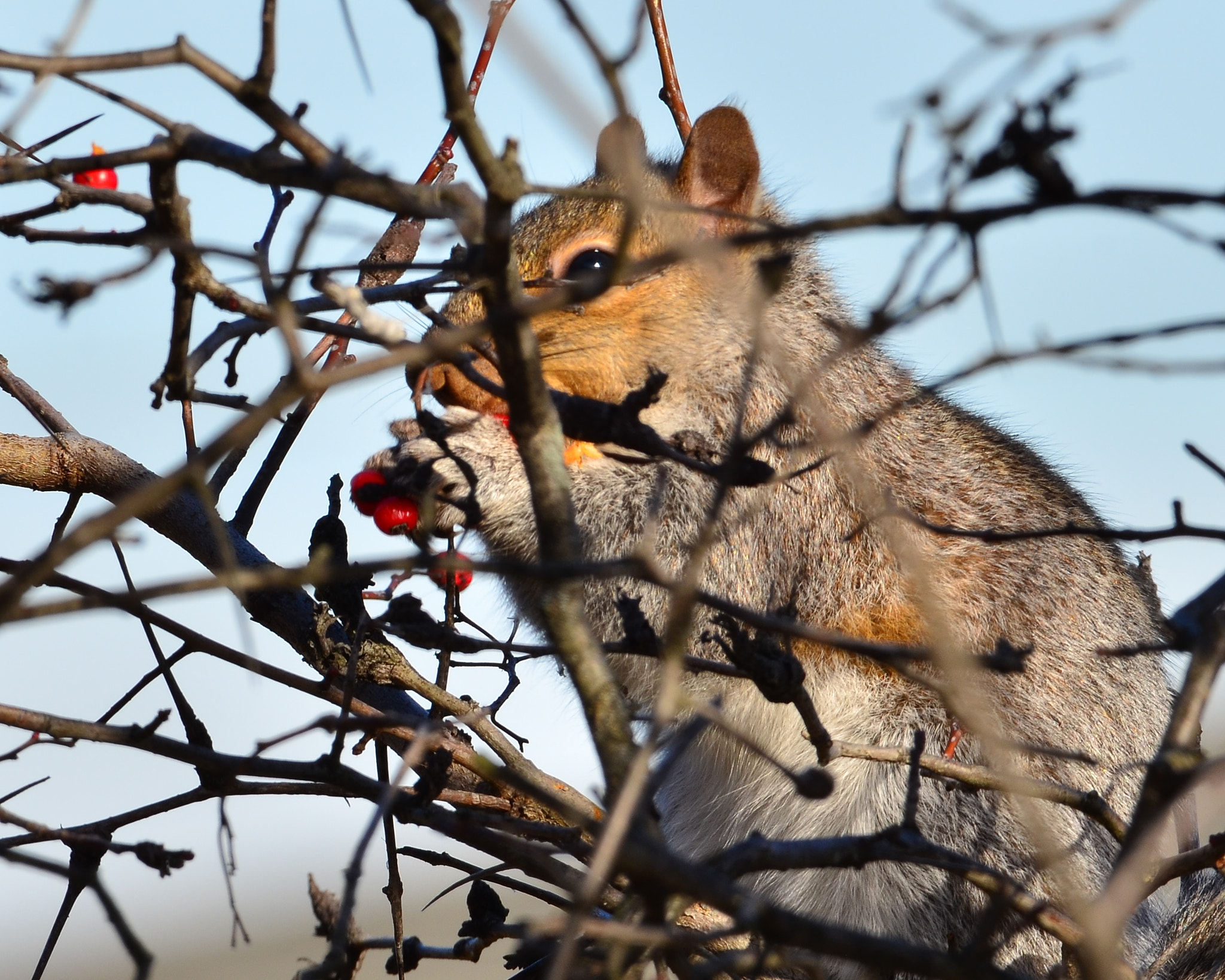 Nikon AF-S Nikkor 200-500mm F5.6E ED VR sample photo. Squirrel photography