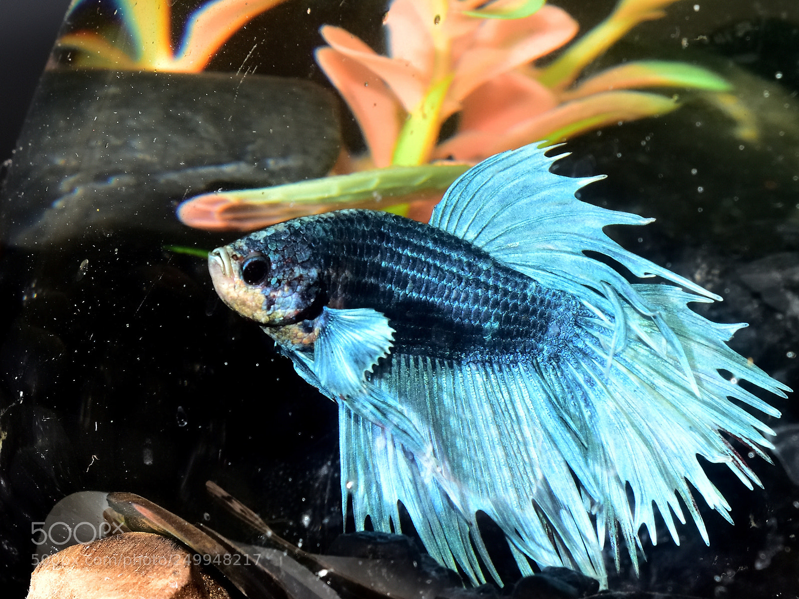 Nikon D810 sample photo. Beta fish photography