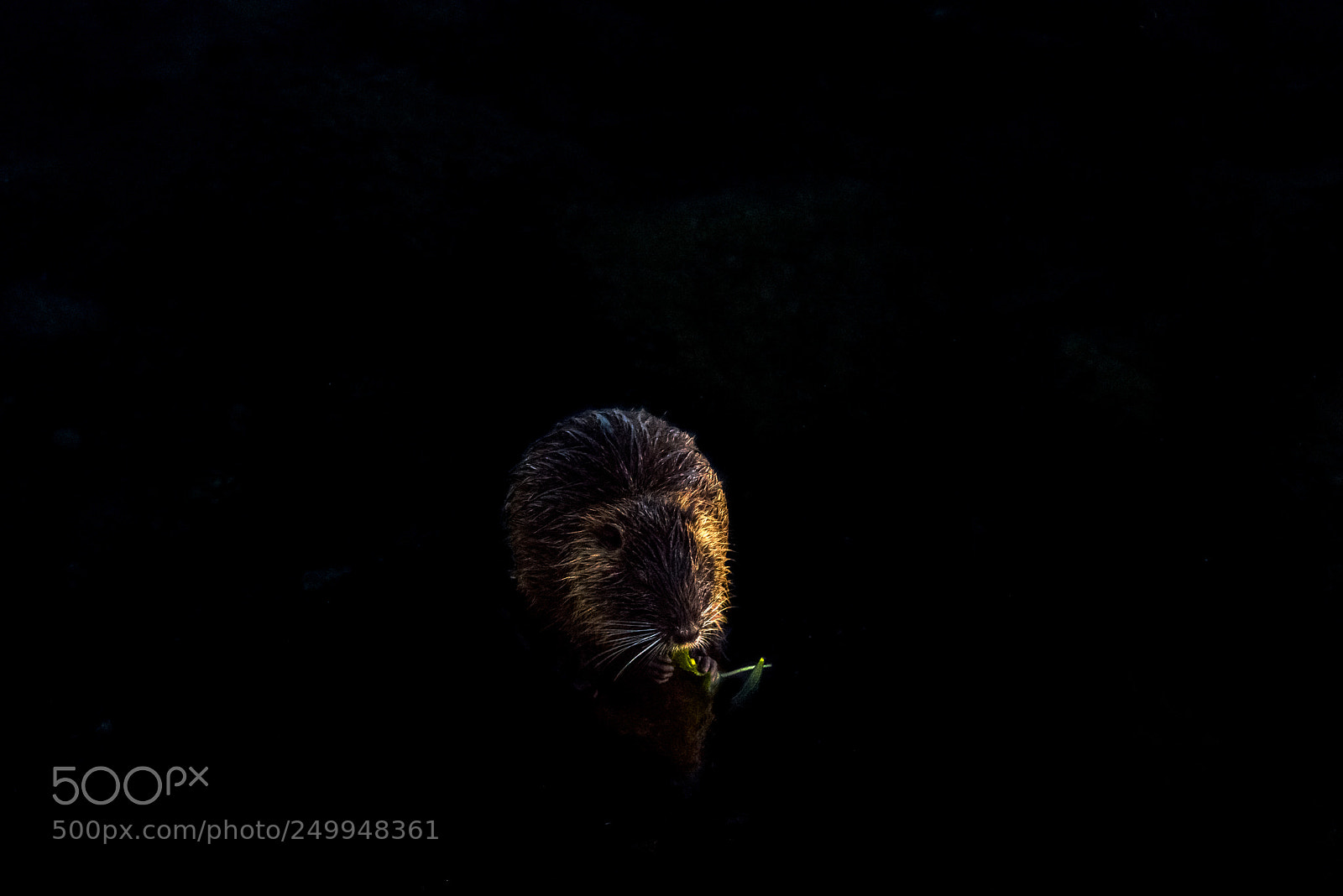 Nikon D810 sample photo. The little myocastor photography