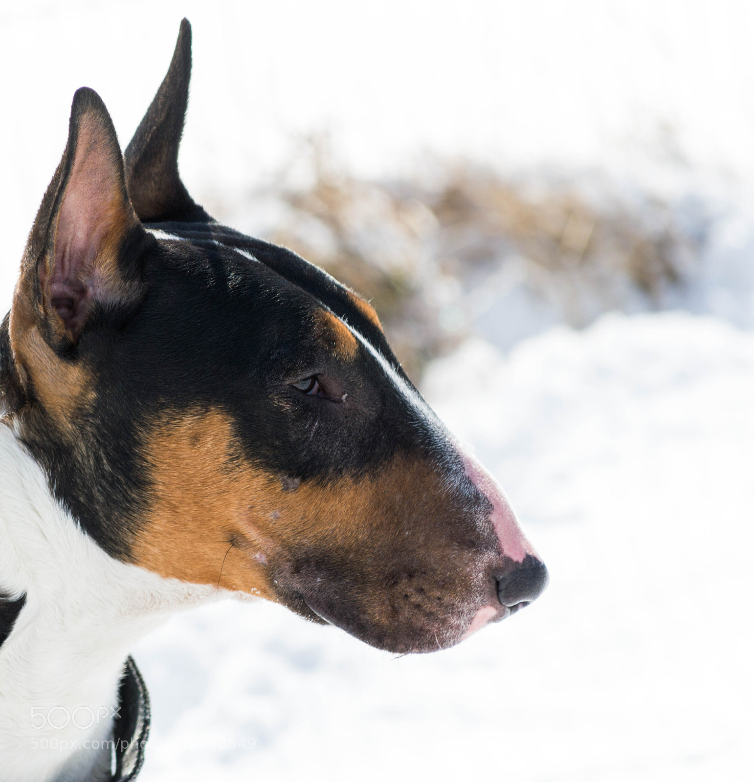 Nikon D3200 sample photo. Snow day photography