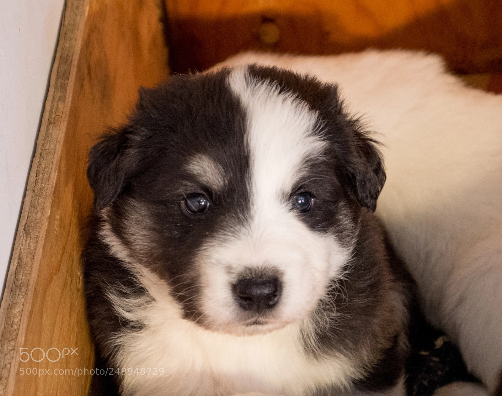 Olympus OM-D E-M1 sample photo. Too cute! photography