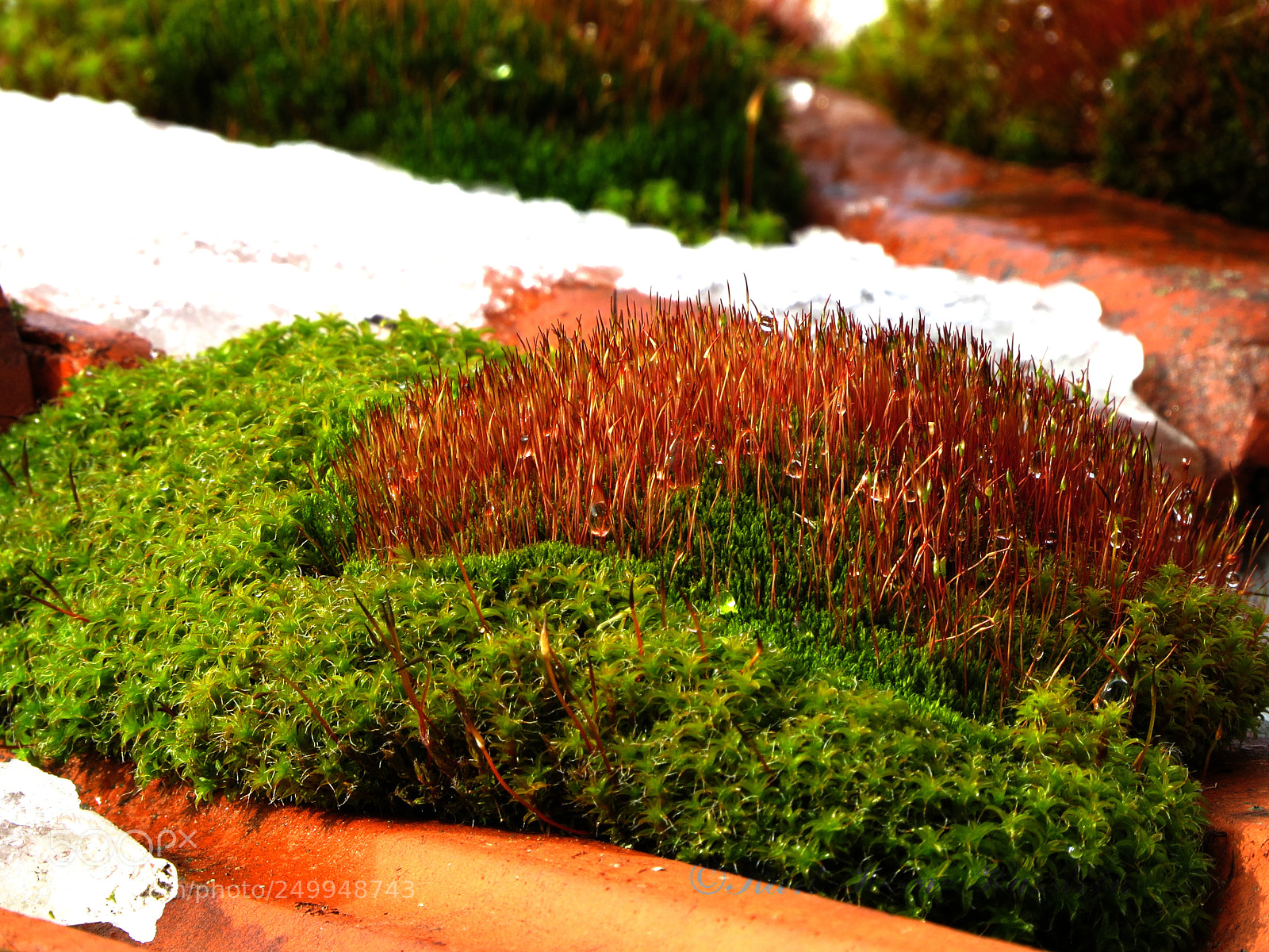 Canon PowerShot SX50 HS sample photo. And spring is coming ... photography