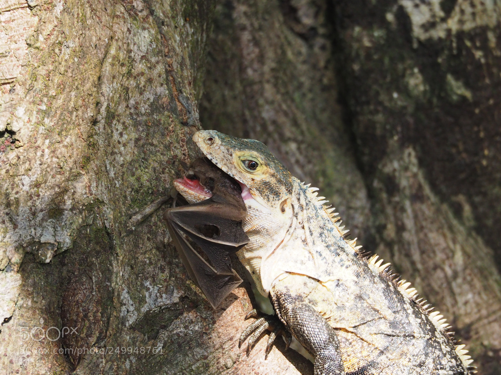 Olympus OM-D E-M10 II sample photo. Uvita - iguana eating photography