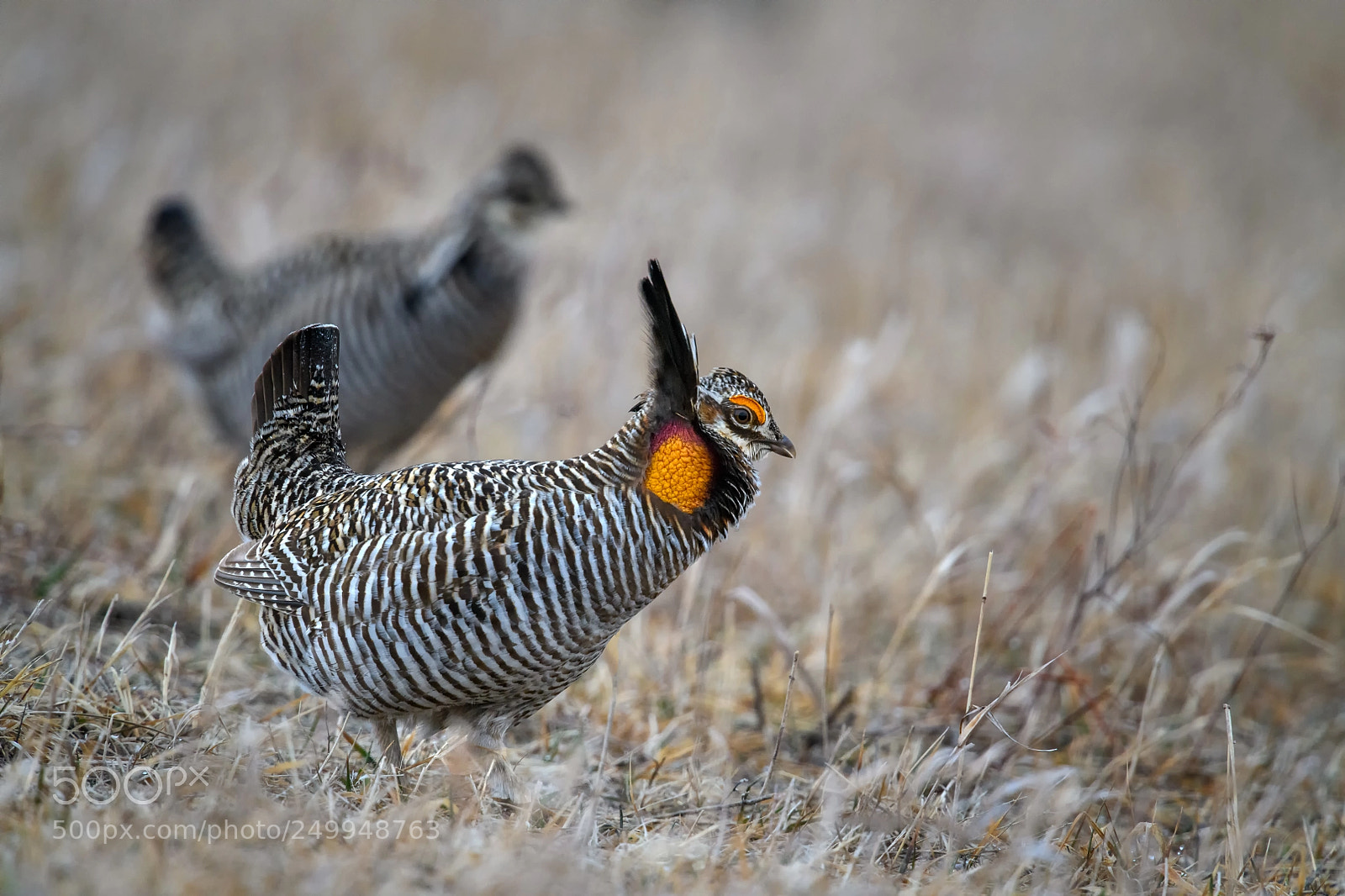 Nikon D850 sample photo. Male greater prairie chicken photography