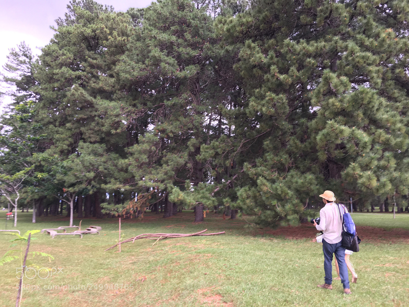 Apple iPhone 6s sample photo. Trees and people photography