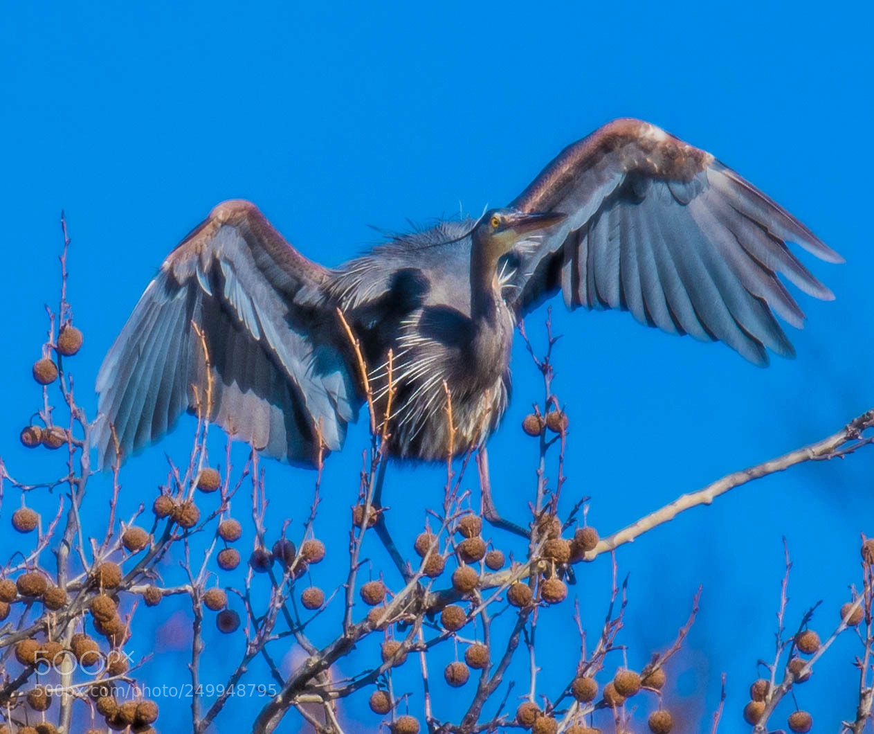 Nikon D850 sample photo. Young heron! photography