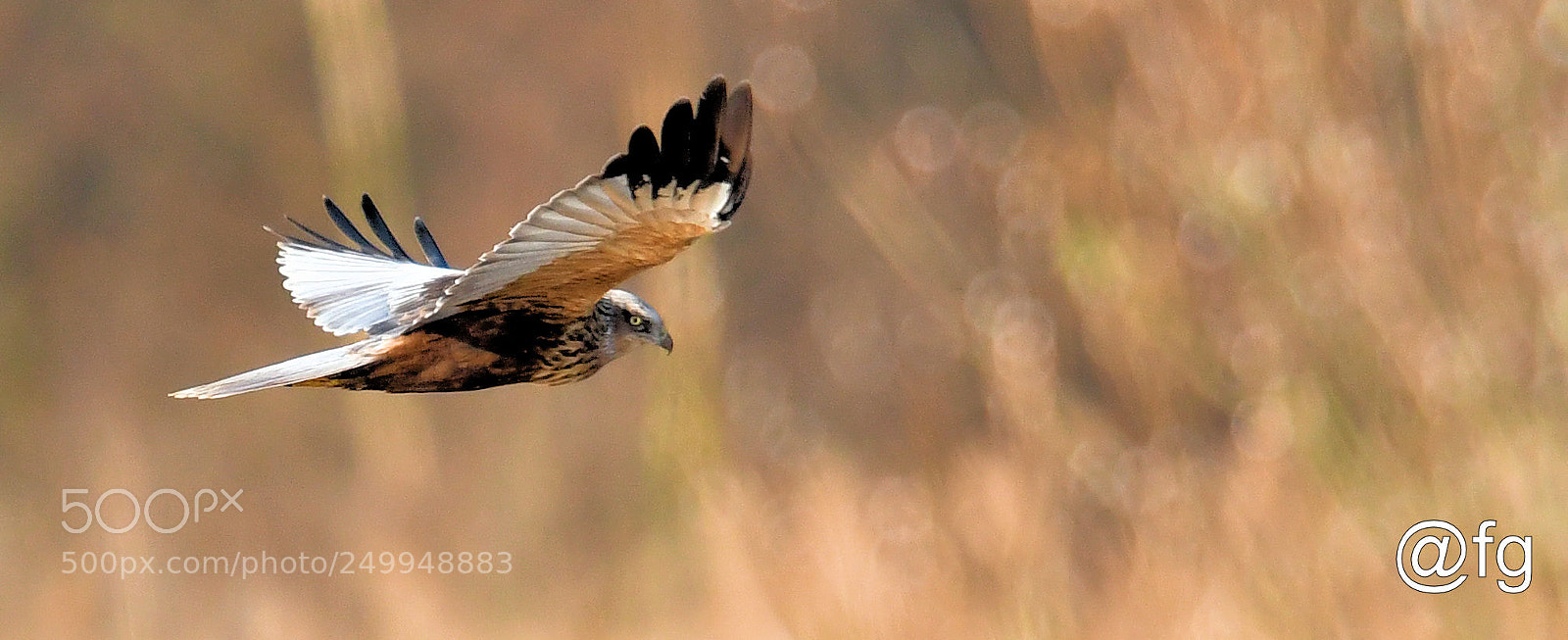 Nikon D500 sample photo. Preditor on the move photography