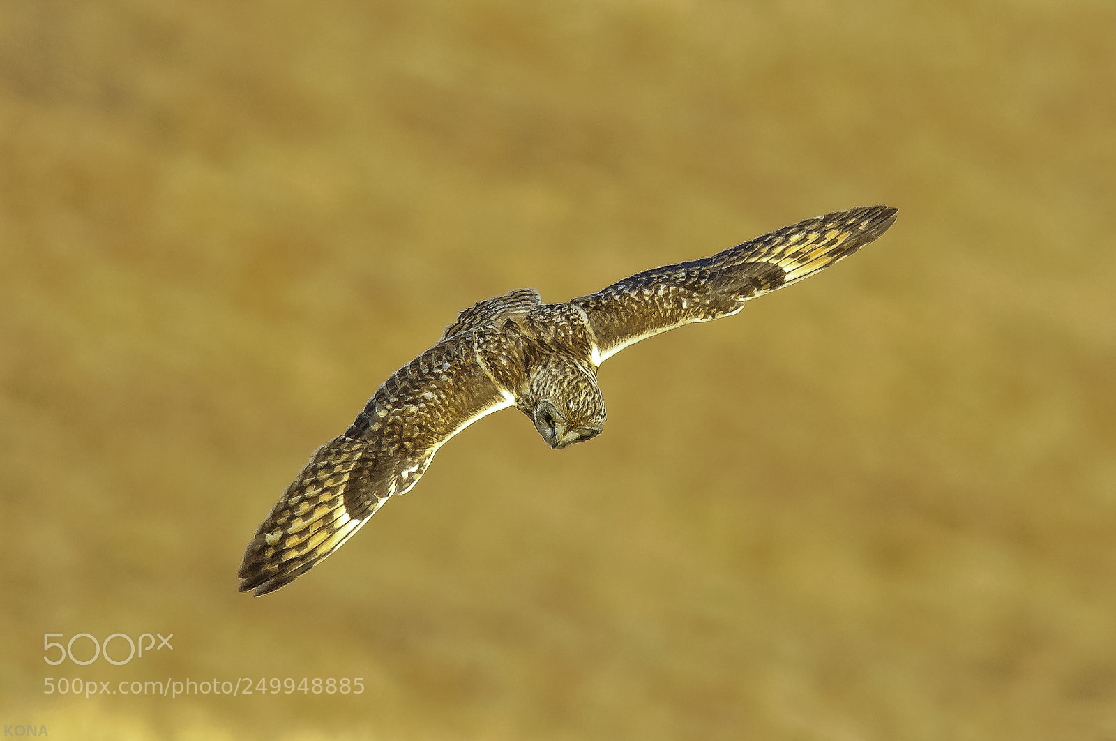 Nikon D3 sample photo. Owl overheard photography