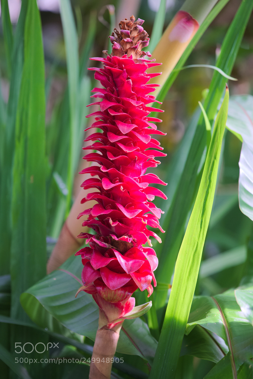 Fujifilm X-T20 sample photo. Alpinia purpurata photography