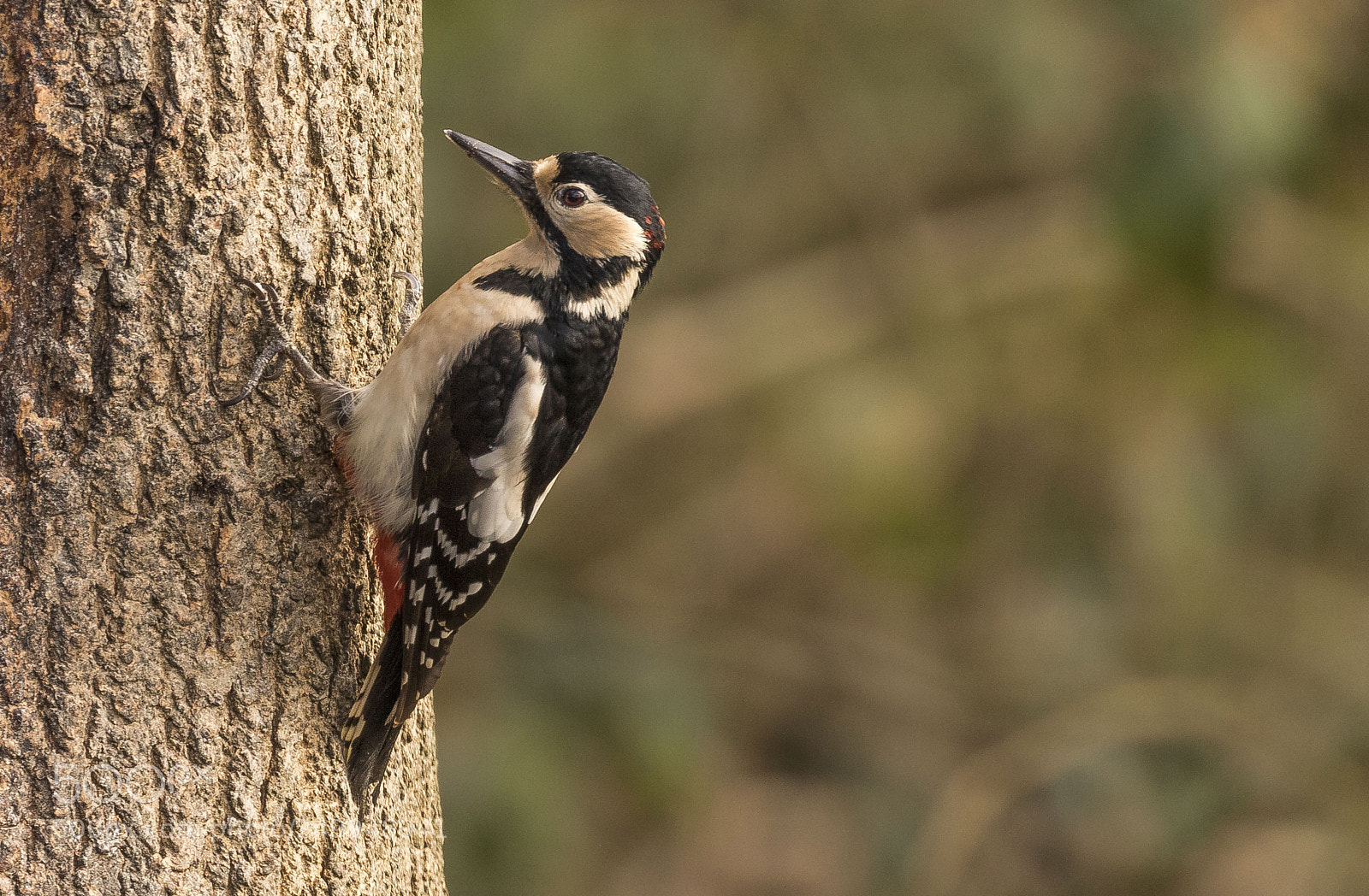 Canon EOS 7D Mark II sample photo. Great spotted woodpecker photography