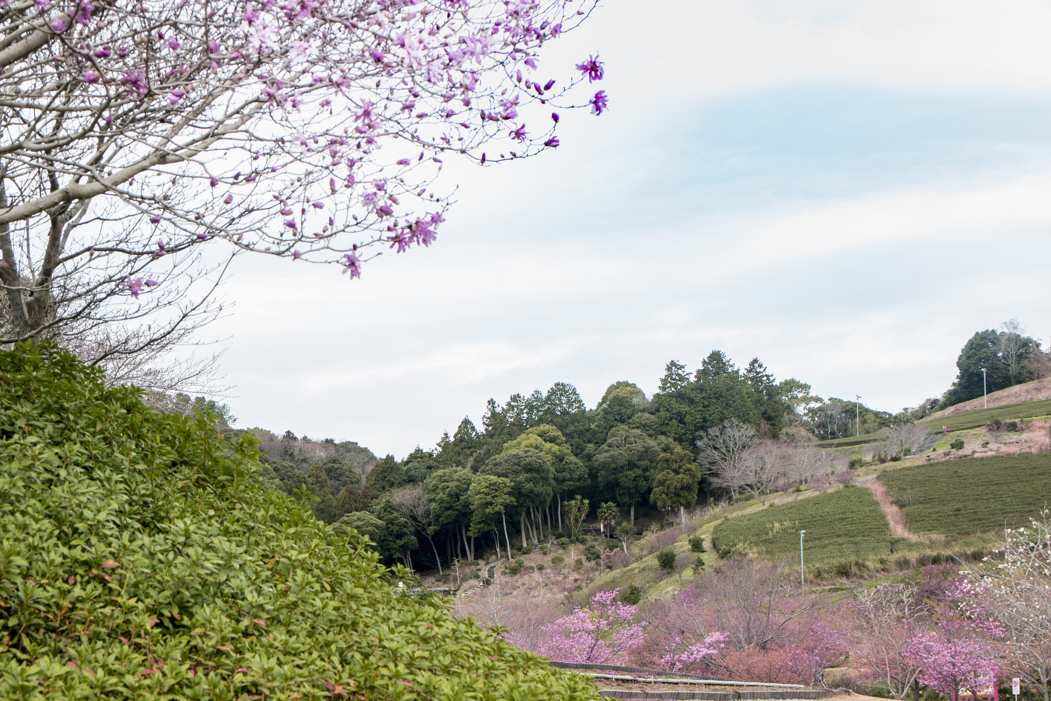 Panasonic Lumix DMC-GM5 sample photo. Spring photography