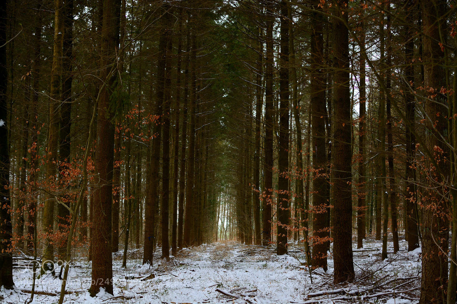 Nikon D5200 + Nikon AF-S DX Nikkor 35mm F1.8G sample photo. Walking in the forrest photography