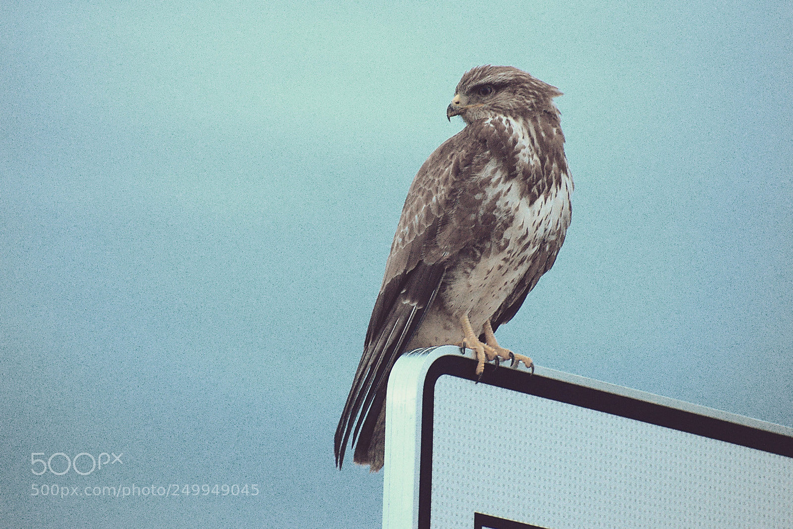 Nikon D5600 sample photo. La buse variable buteo photography