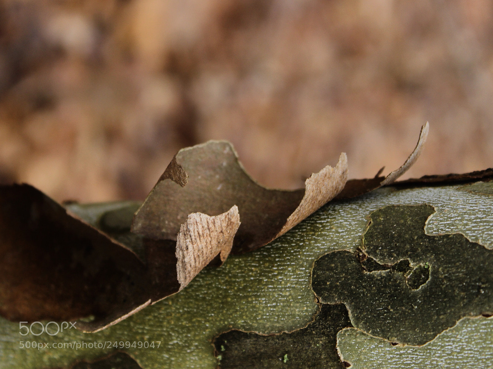 Canon EOS 600D (Rebel EOS T3i / EOS Kiss X5) sample photo. Quiet barking
 photography