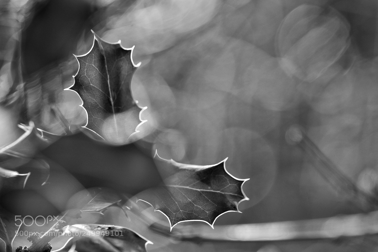 Sony SLT-A58 sample photo. B&w photography
