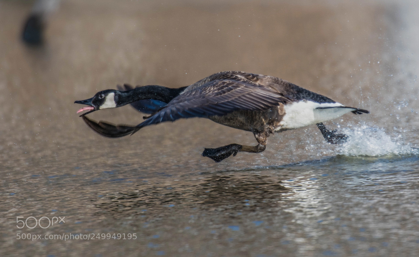 Nikon D850 sample photo. Water skipping! photography