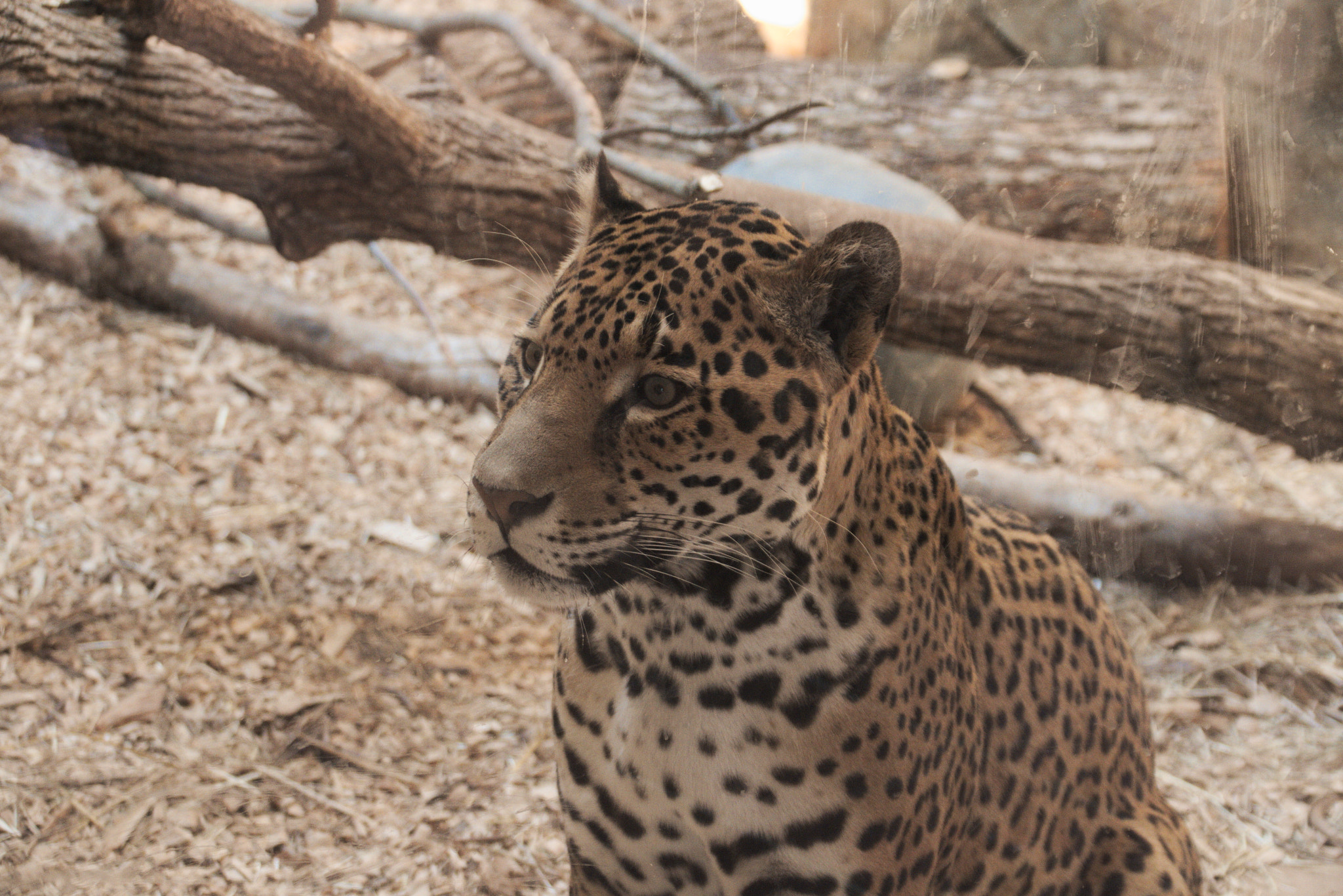 Canon EF 75-300mm F4.0-5.6 IS USM sample photo. Img photography