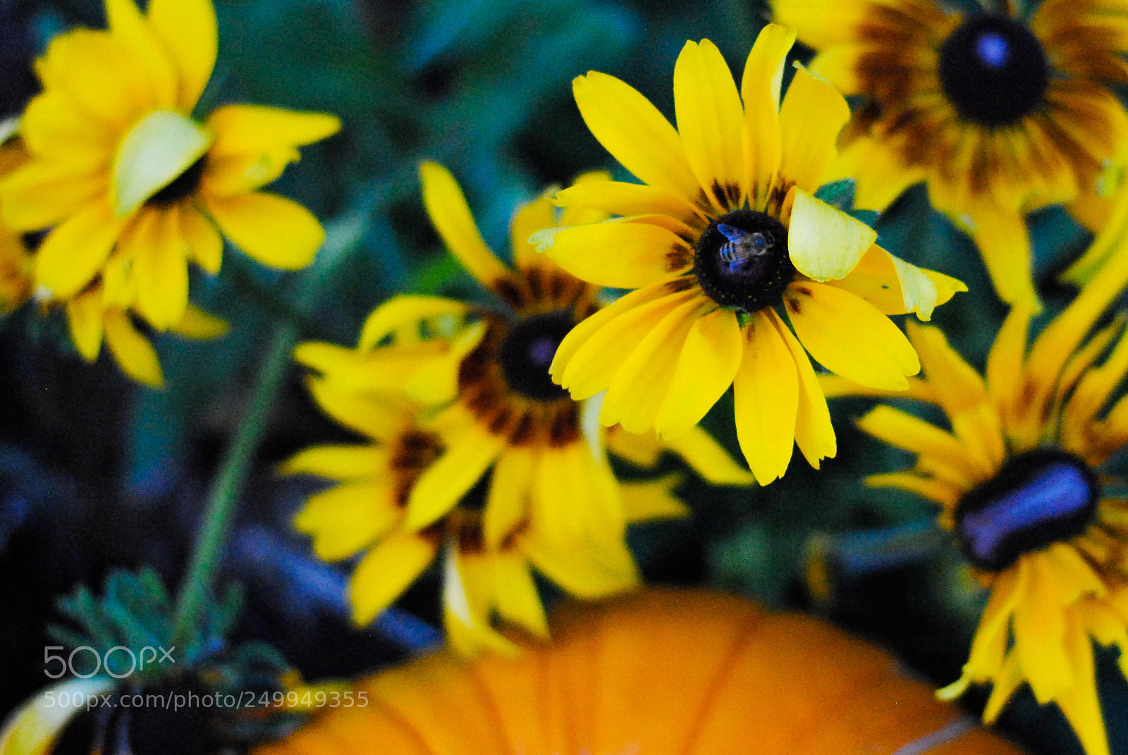 Nikon D3000 sample photo. Fall flowers photography