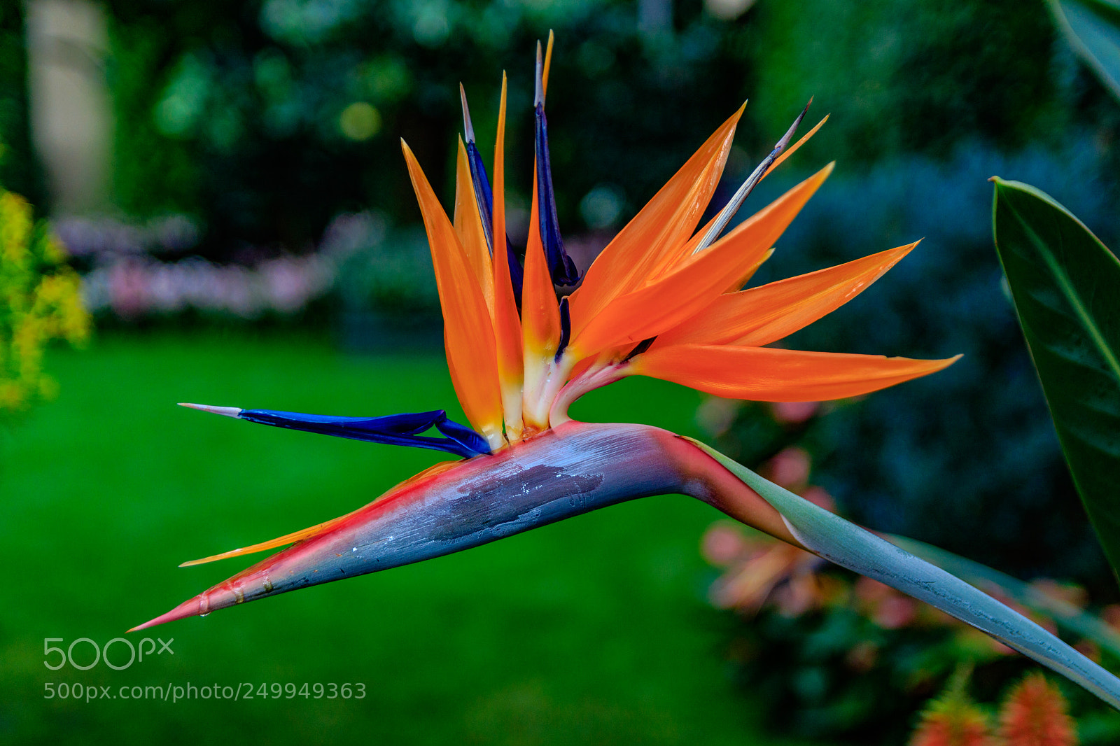 Canon EOS 77D (EOS 9000D / EOS 770D) sample photo. Img photography