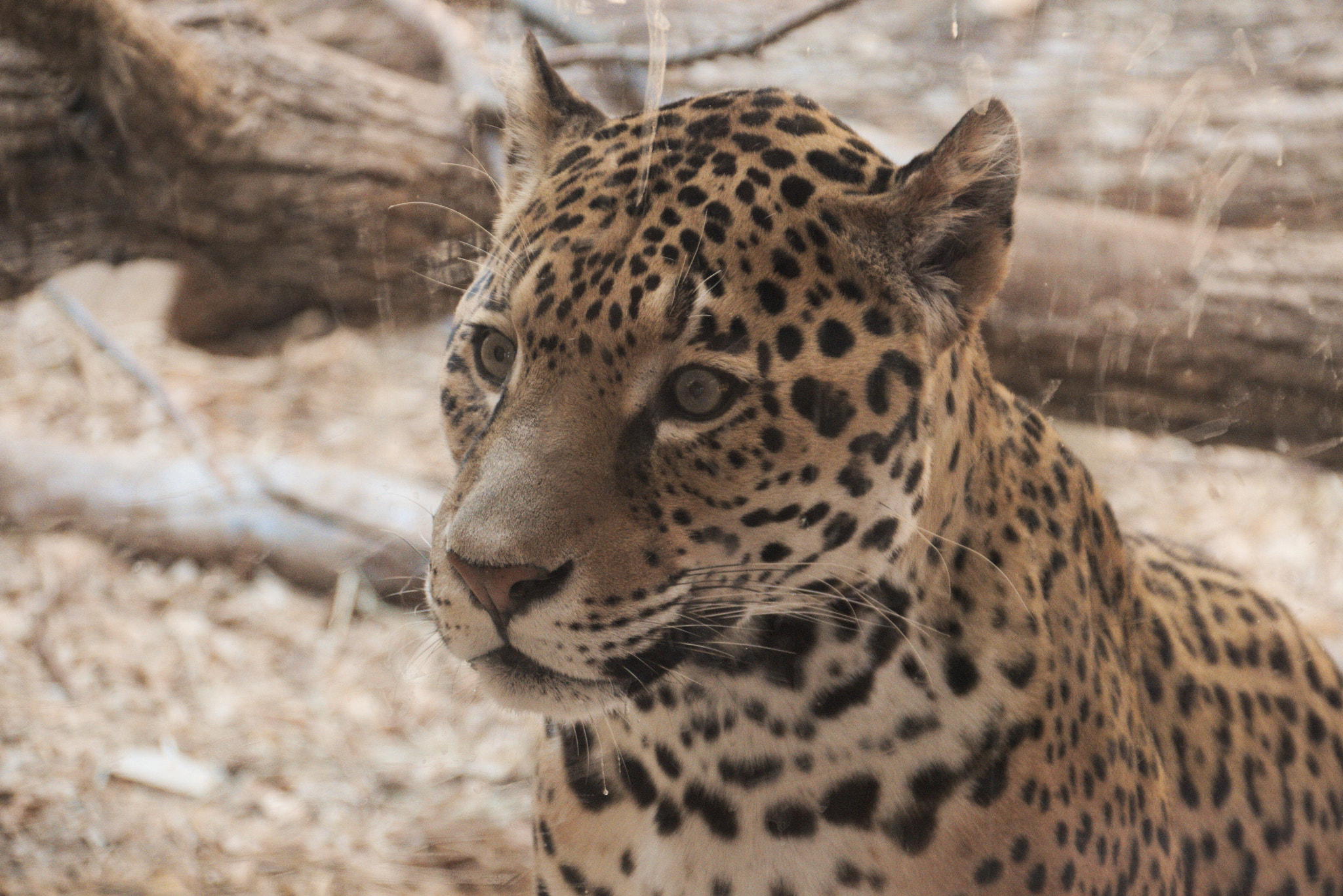 Canon EF 75-300mm F4.0-5.6 IS USM sample photo. Img photography