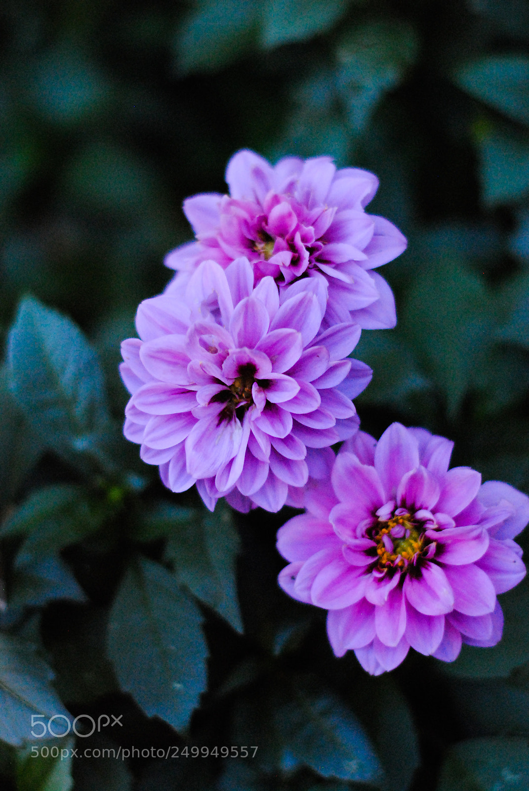Nikon D3000 sample photo. Fall flowers 2 photography