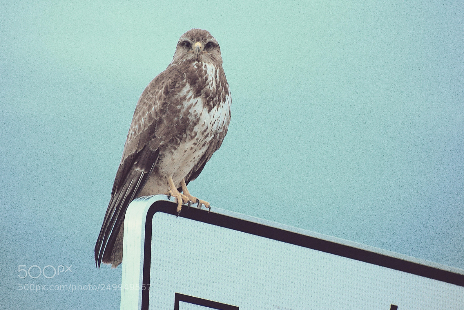 Nikon D5600 sample photo. La buse variable buteo photography