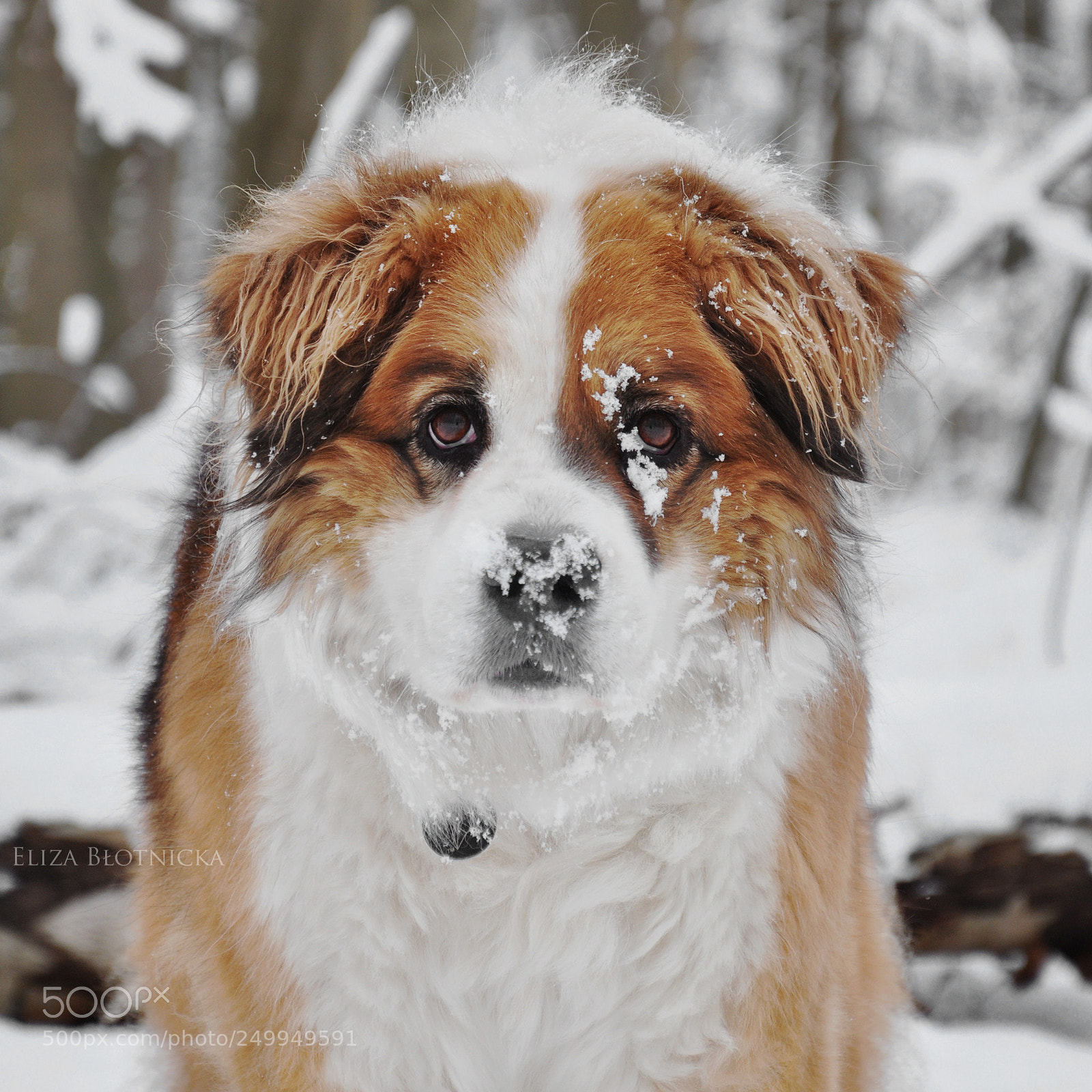 Nikon D5000 sample photo. Winter queen photography