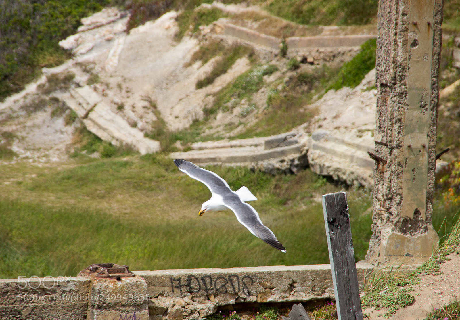 Canon EOS 600D (Rebel EOS T3i / EOS Kiss X5) sample photo. Fly little bird photography