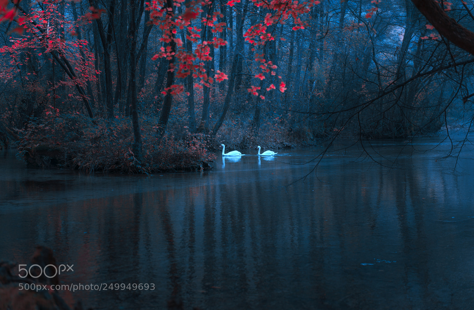 Nikon D610 sample photo. Swans photography