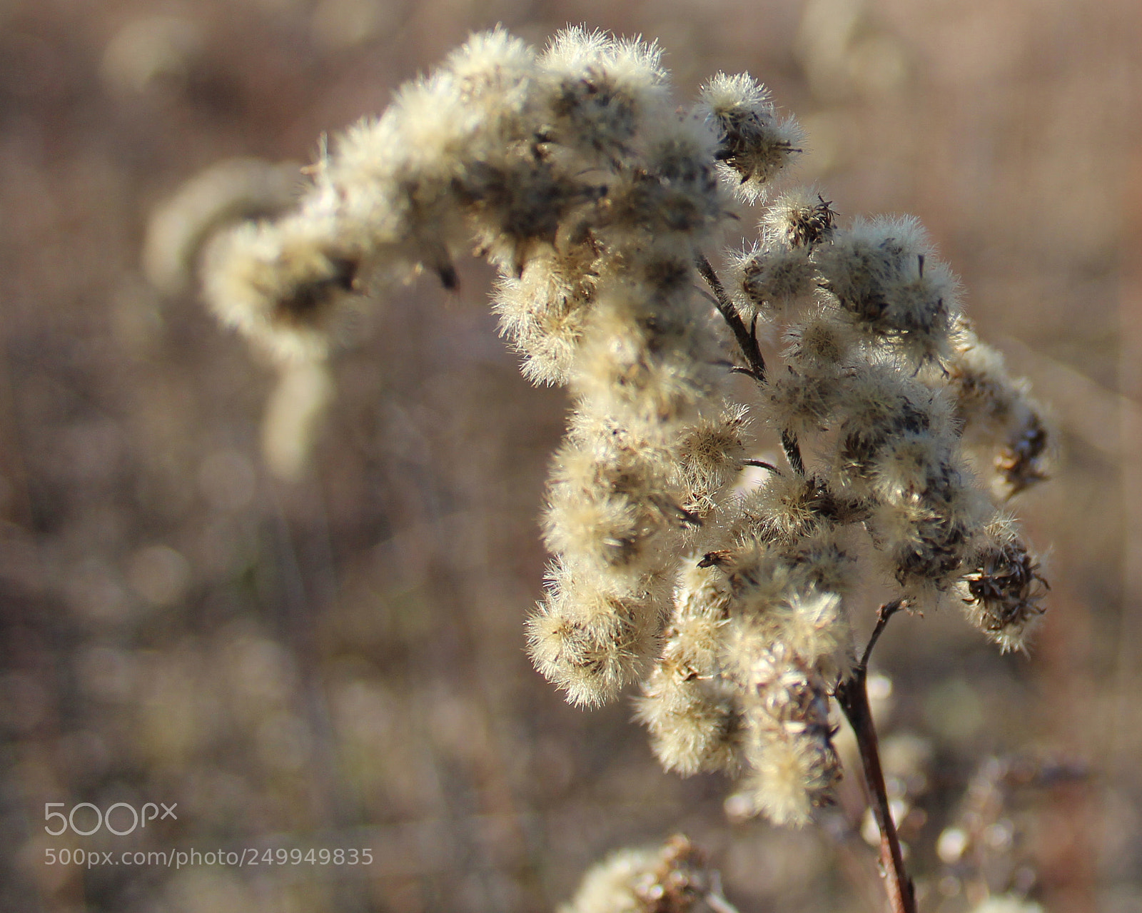 Canon EOS 1200D (EOS Rebel T5 / EOS Kiss X70 / EOS Hi) sample photo. Sunny day photography